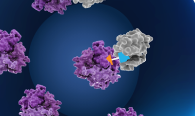 '크루즈 교수' 할다, 'RIPTAC' 최초 1상 결과 "경쟁력"