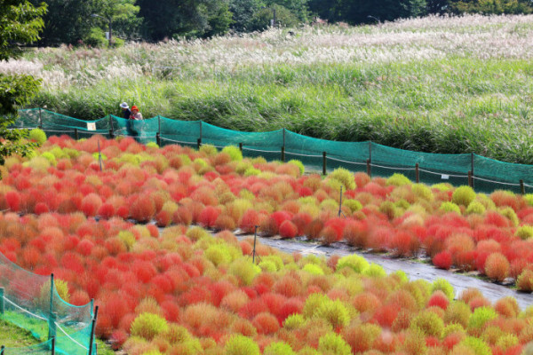 ▲2일 서울 마포구 하늘공원의 댑싸리가 붉게 물들어가며 깊어가는 가을의 정취를 전하고 있다. 신태현 기자 holjjak@