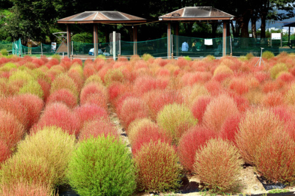 ▲2일 서울 마포구 하늘공원의 댑싸리가 붉게 물들어가며 깊어가는 가을의 정취를 전하고 있다. 신태현 기자 holjjak@