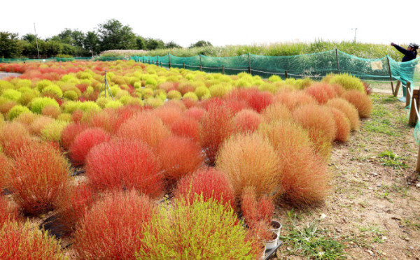 ▲2일 서울 마포구 하늘공원의 댑싸리가 붉게 물들어가며 깊어가는 가을의 정취를 전하고 있다. 신태현 기자 holjjak@