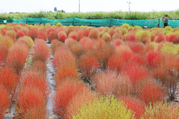 ▲2일 서울 마포구 하늘공원의 댑싸리가 붉게 물들어가며 깊어가는 가을의 정취를 전하고 있다. 신태현 기자 holjjak@