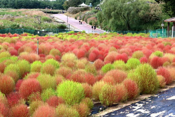▲2일 서울 마포구 하늘공원의 댑싸리가 붉게 물들어가며 깊어가는 가을의 정취를 전하고 있다. 신태현 기자 holjjak@