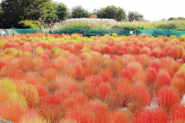 ▲2일 서울 마포구 하늘공원의 댑싸리가 붉게 물들어가며 깊어가는 가을의 정취를 전하고 있다. 신태현 기자 holjjak@