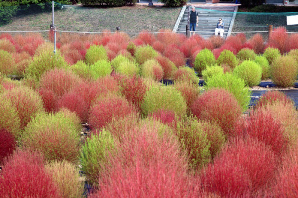 ▲2일 서울 마포구 하늘공원의 댑싸리가 붉게 물들어가며 깊어가는 가을의 정취를 전하고 있다. 신태현 기자 holjjak@