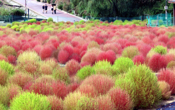 ▲2일 서울 마포구 하늘공원의 댑싸리가 붉게 물들어가며 깊어가는 가을의 정취를 전하고 있다. 신태현 기자 holjjak@