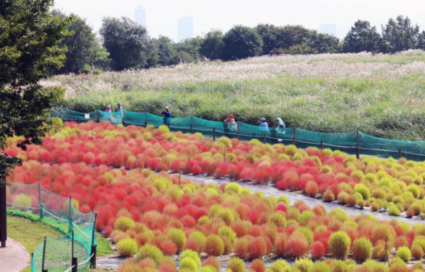 ▲2일 서울 마포구 하늘공원의 댑싸리가 붉게 물들어가며 깊어가는 가을의 정취를 전하고 있다. 신태현 기자 holjjak@