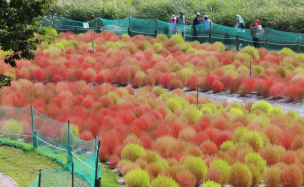 ▲2일 서울 마포구 하늘공원의 댑싸리가 붉게 물들어가며 깊어가는 가을의 정취를 전하고 있다. 신태현 기자 holjjak@