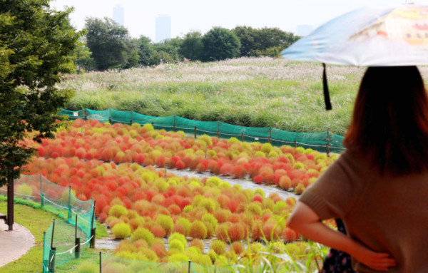 ▲2일 서울 마포구 하늘공원의 댑싸리가 붉게 물들어가며 깊어가는 가을의 정취를 전하고 있다. 신태현 기자 holjjak@