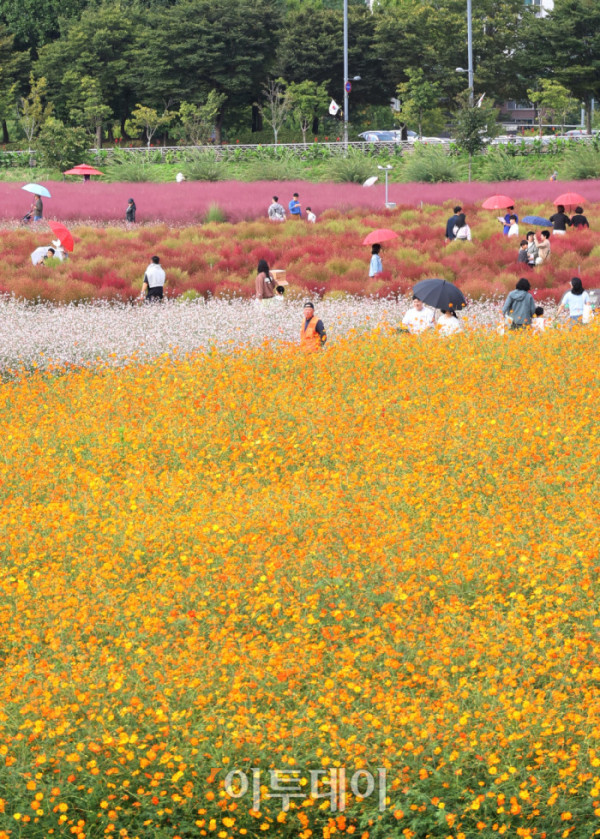 ▲경기관광공사가 추천한 가을꽃 관광지인 양주 나리농원은 축구장 9개 규모에 달하는 드넓은 부지에 형형색색의 꽃들이 만개한 국내 최대 규모의 천일홍 군락지다. 천일홍을 비롯해 핑크뮬리, 댑싸리, 구절초, 코스모스 등 다양한 가을꽃이 어우러져 한층 풍성한 볼거리를 선사한다. 나리농원은 26일까지 오전 9시부터 오후 8시까지 개장하며, 입장료는 7000원이다. 입장객에게는 양주 시내와 나리농원에서 현금처럼 사용할 수 있는 5000원 상당의 ‘나리쿠폰’도 제공한다. 3일 경기 양주 나리농원에서 나들이객들이 가을을 만끽하고 있다. 고이란 기자 photoeran@