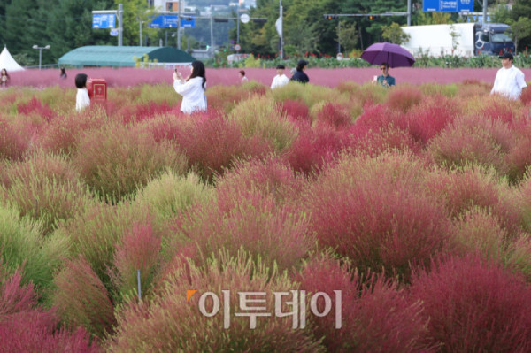 ▲경기관광공사가 추천한 가을꽃 관광지인 양주 나리농원은 축구장 9개 규모에 달하는 드넓은 부지에 형형색색의 꽃들이 만개한 국내 최대 규모의 천일홍 군락지다. 천일홍을 비롯해 핑크뮬리, 댑싸리, 구절초, 코스모스 등 다양한 가을꽃이 어우러져 한층 풍성한 볼거리를 선사한다. 나리농원은 26일까지 오전 9시부터 오후 8시까지 개장하며, 입장료는 7000원이다. 입장객에게는 양주 시내와 나리농원에서 현금처럼 사용할 수 있는 5000원 상당의 ‘나리쿠폰’도 제공한다. 3일 경기 양주 나리농원에서 나들이객들이 가을을 만끽하고 있다. 고이란 기자 photoeran@