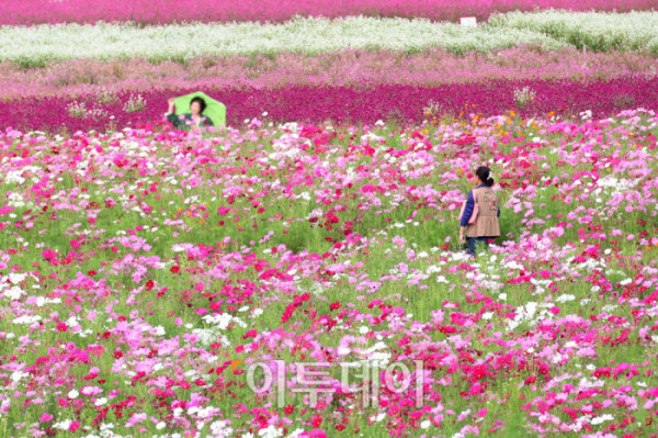 ▲경기관광공사가 추천한 가을꽃 관광지인 양주 나리농원은 축구장 9개 규모에 달하는 드넓은 부지에 형형색색의 꽃들이 만개한 국내 최대 규모의 천일홍 군락지다. 천일홍을 비롯해 핑크뮬리, 댑싸리, 구절초, 코스모스 등 다양한 가을꽃이 어우러져 한층 풍성한 볼거리를 선사한다. 나리농원은 26일까지 오전 9시부터 오후 8시까지 개장하며, 입장료는 7000원이다. 입장객에게는 양주 시내와 나리농원에서 현금처럼 사용할 수 있는 5000원 상당의 ‘나리쿠폰’도 제공한다. 3일 경기 양주 나리농원에서 나들이객들이 가을을 만끽하고 있다. 고이란 기자 photoeran@
