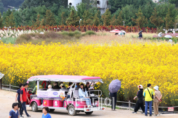 ▲경기관광공사가 추천한 가을꽃 관광지인 양주 나리농원은 축구장 9개 규모에 달하는 드넓은 부지에 형형색색의 꽃들이 만개한 국내 최대 규모의 천일홍 군락지다. 천일홍을 비롯해 핑크뮬리, 댑싸리, 구절초, 코스모스 등 다양한 가을꽃이 어우러져 한층 풍성한 볼거리를 선사한다. 나리농원은 26일까지 오전 9시부터 오후 8시까지 개장하며, 입장료는 7000원이다. 입장객에게는 양주 시내와 나리농원에서 현금처럼 사용할 수 있는 5000원 상당의 ‘나리쿠폰’도 제공한다. 3일 경기 양주 나리농원에서 나들이객들이 가을을 만끽하고 있다. 고이란 기자 photoeran@
