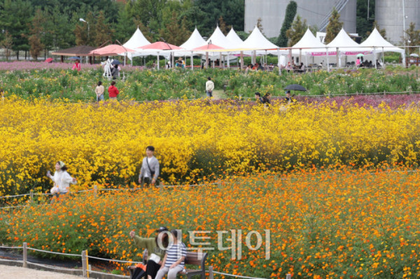 ▲경기관광공사가 추천한 가을꽃 관광지인 양주 나리농원은 축구장 9개 규모에 달하는 드넓은 부지에 형형색색의 꽃들이 만개한 국내 최대 규모의 천일홍 군락지다. 천일홍을 비롯해 핑크뮬리, 댑싸리, 구절초, 코스모스 등 다양한 가을꽃이 어우러져 한층 풍성한 볼거리를 선사한다. 나리농원은 26일까지 오전 9시부터 오후 8시까지 개장하며, 입장료는 7000원이다. 입장객에게는 양주 시내와 나리농원에서 현금처럼 사용할 수 있는 5000원 상당의 ‘나리쿠폰’도 제공한다. 3일 경기 양주 나리농원에서 나들이객들이 가을을 만끽하고 있다. 고이란 기자 photoeran@