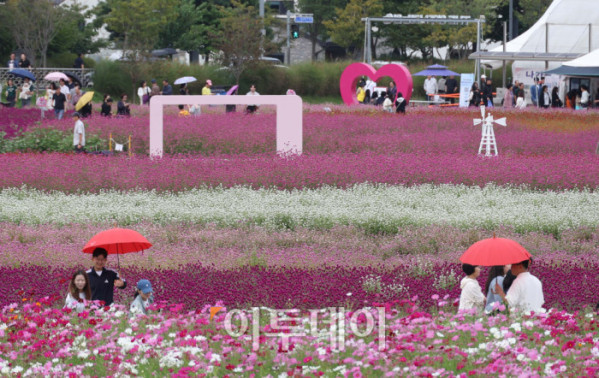 ▲경기관광공사가 추천한 가을꽃 관광지인 양주 나리농원은 축구장 9개 규모에 달하는 드넓은 부지에 형형색색의 꽃들이 만개한 국내 최대 규모의 천일홍 군락지다. 천일홍을 비롯해 핑크뮬리, 댑싸리, 구절초, 코스모스 등 다양한 가을꽃이 어우러져 한층 풍성한 볼거리를 선사한다. 나리농원은 26일까지 오전 9시부터 오후 8시까지 개장하며, 입장료는 7000원이다. 입장객에게는 양주 시내와 나리농원에서 현금처럼 사용할 수 있는 5000원 상당의 ‘나리쿠폰’도 제공한다. 3일 경기 양주 나리농원에서 나들이객들이 가을을 만끽하고 있다. 고이란 기자 photoeran@