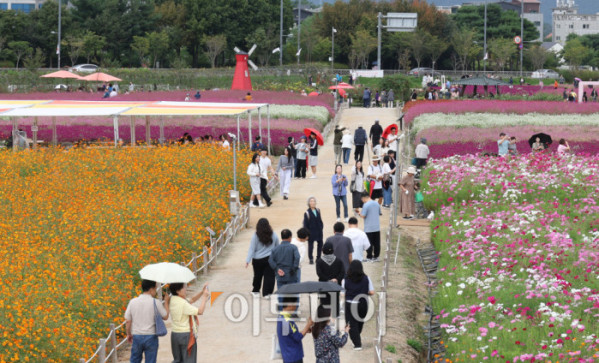 ▲경기관광공사가 추천한 가을꽃 관광지인 양주 나리농원은 축구장 9개 규모에 달하는 드넓은 부지에 형형색색의 꽃들이 만개한 국내 최대 규모의 천일홍 군락지다. 천일홍을 비롯해 핑크뮬리, 댑싸리, 구절초, 코스모스 등 다양한 가을꽃이 어우러져 한층 풍성한 볼거리를 선사한다. 나리농원은 26일까지 오전 9시부터 오후 8시까지 개장하며, 입장료는 7000원이다. 입장객에게는 양주 시내와 나리농원에서 현금처럼 사용할 수 있는 5000원 상당의 ‘나리쿠폰’도 제공한다. 3일 경기 양주 나리농원에서 나들이객들이 가을을 만끽하고 있다. 고이란 기자 photoeran@
