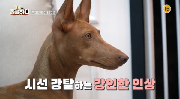 ▲'개는 훌륭하다' 하트(사진제공=KBS2)