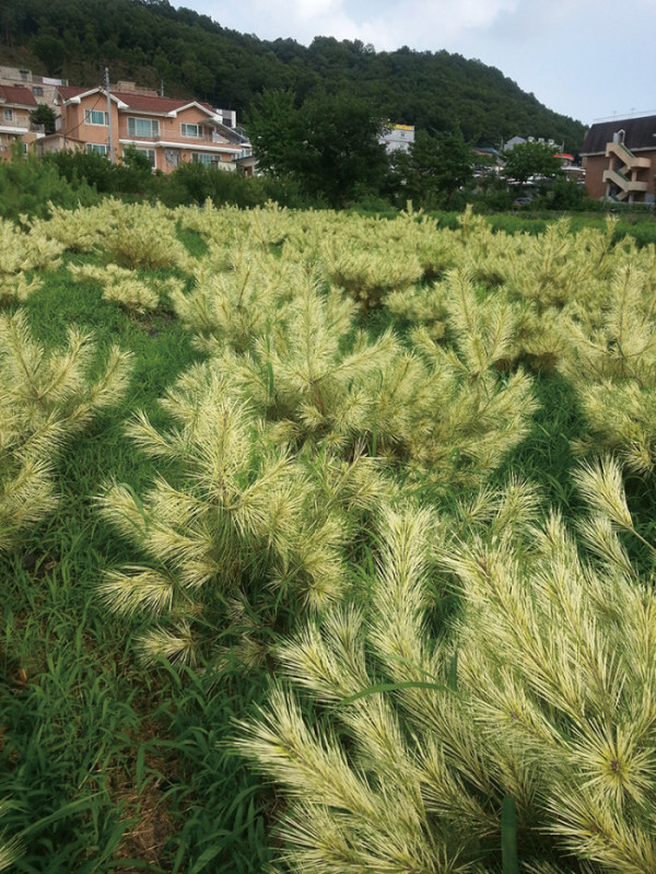 (함인희 이화여자대학교 사회학과 명예교수)