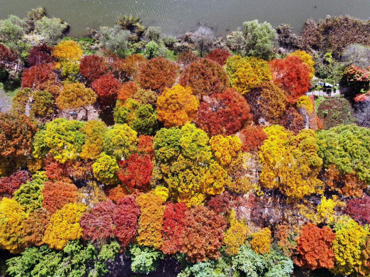 ▲가을 단풍이 절정에 접어든 2일 인천 남동구 인천대공원에 울긋불긋 물든 단풍이 깊어가는 계절의 정취를 전하고 있다. 이날 오후부터 북쪽의 찬 공기가 남하해 기온이 떨어지면서 오후 늦게부터 전국 곳곳에 한파주의보가 발효된다. 3일 아침엔 서울 1도, 파주 영하 3도, 대관령 영하 4도 등 전국에 0도 안팎의 추위가 찾아올 것으로 예상된다. 신태현 기자 holjjak@