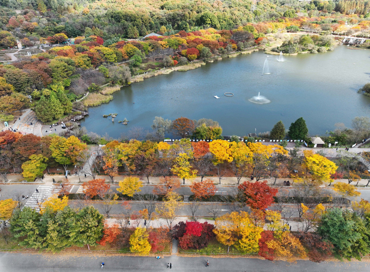 ▲가을 단풍이 절정에 접어든 2일 인천 남동구 인천대공원에 울긋불긋 물든 단풍이 깊어가는 계절의 정취를 전하고 있다. 이날 오후부터 북쪽의 찬 공기가 남하해 기온이 떨어지면서 오후 늦게부터 전국 곳곳에 한파주의보가 발효된다. 3일 아침엔 서울 1도, 파주 영하 3도, 대관령 영하 4도 등 전국에 0도 안팎의 추위가 찾아올 것으로 예상된다. 신태현 기자 holjjak@