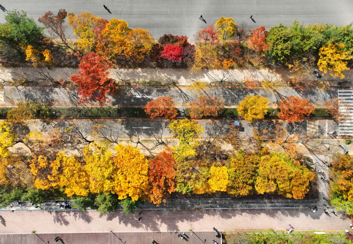 ▲가을 단풍이 절정에 접어든 2일 인천 남동구 인천대공원에 울긋불긋 물든 단풍이 깊어가는 계절의 정취를 전하고 있다. 이날 오후부터 북쪽의 찬 공기가 남하해 기온이 떨어지면서 오후 늦게부터 전국 곳곳에 한파주의보가 발효된다. 3일 아침엔 서울 1도, 파주 영하 3도, 대관령 영하 4도 등 전국에 0도 안팎의 추위가 찾아올 것으로 예상된다. 신태현 기자 holjjak@