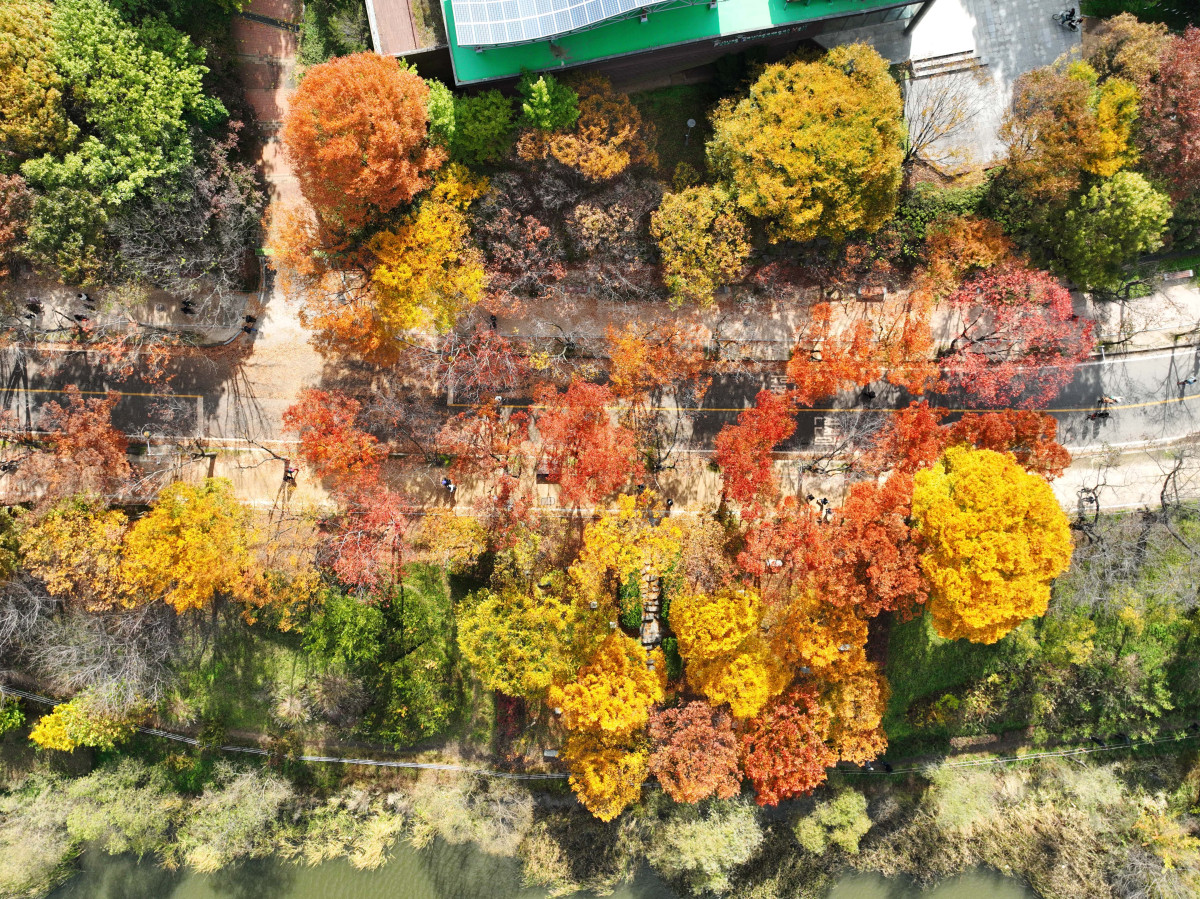 ▲가을 단풍이 절정에 접어든 2일 인천 남동구 인천대공원에 울긋불긋 물든 단풍이 깊어가는 계절의 정취를 전하고 있다. 이날 오후부터 북쪽의 찬 공기가 남하해 기온이 떨어지면서 오후 늦게부터 전국 곳곳에 한파주의보가 발효된다. 3일 아침엔 서울 1도, 파주 영하 3도, 대관령 영하 4도 등 전국에 0도 안팎의 추위가 찾아올 것으로 예상된다. 신태현 기자 holjjak@