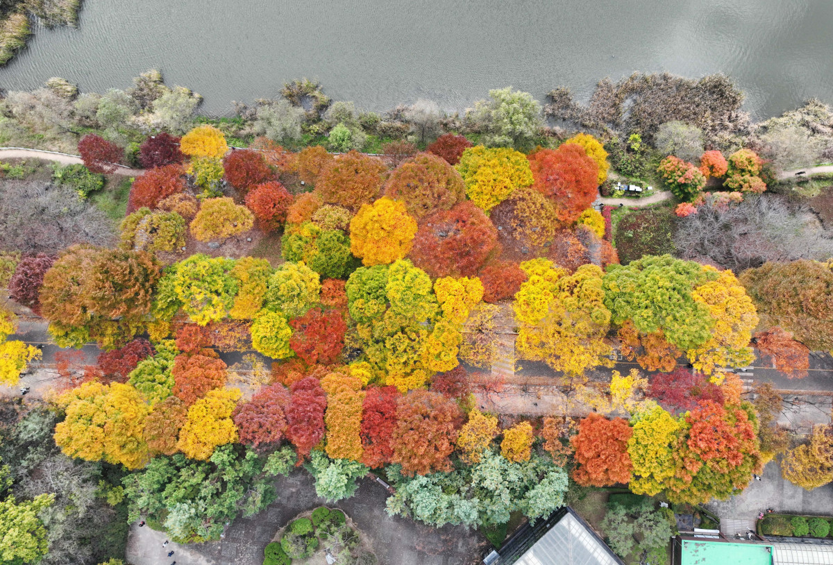 ▲가을 단풍이 절정에 접어든 2일 인천 남동구 인천대공원에 울긋불긋 물든 단풍이 깊어가는 계절의 정취를 전하고 있다. 이날 오후부터 북쪽의 찬 공기가 남하해 기온이 떨어지면서 오후 늦게부터 전국 곳곳에 한파주의보가 발효된다. 3일 아침엔 서울 1도, 파주 영하 3도, 대관령 영하 4도 등 전국에 0도 안팎의 추위가 찾아올 것으로 예상된다. 신태현 기자 holjjak@