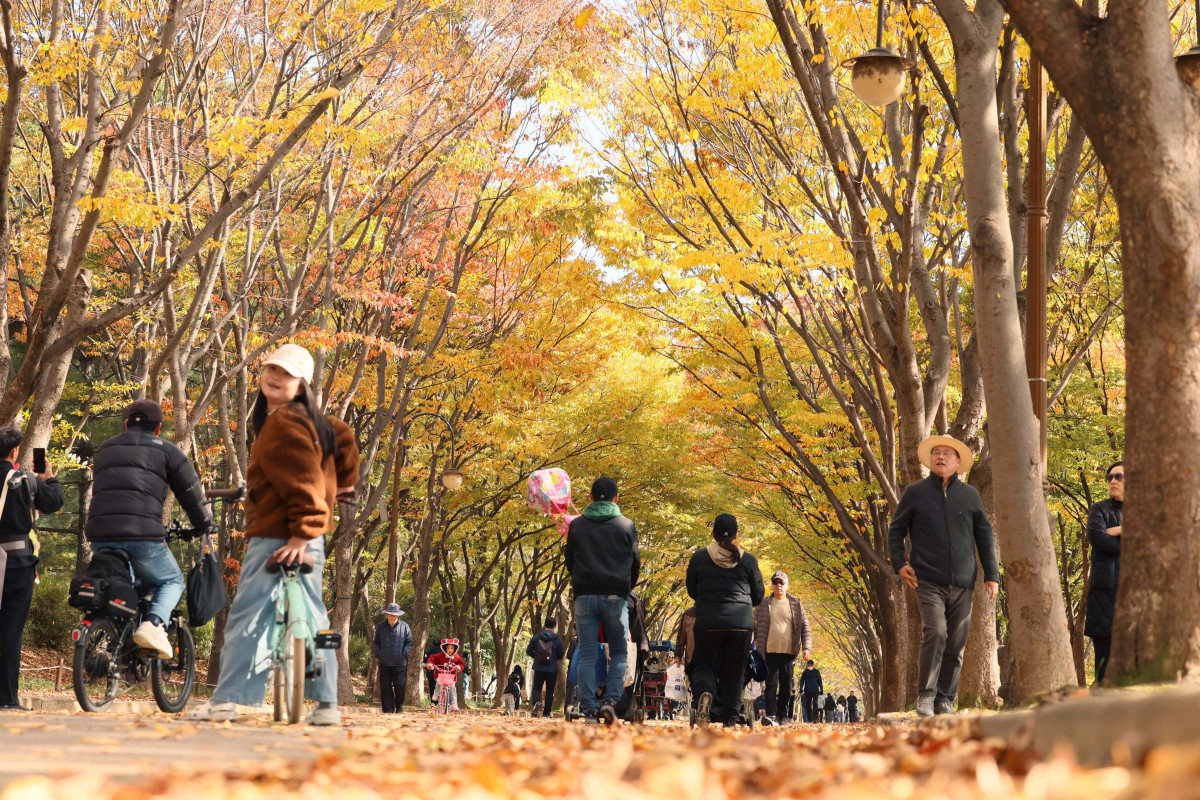 ▲가을 단풍이 절정에 접어든 2일 인천 남동구 인천대공원에 울긋불긋 물든 단풍이 깊어가는 계절의 정취를 전하고 있다. 이날 오후부터 북쪽의 찬 공기가 남하해 기온이 떨어지면서 오후 늦게부터 전국 곳곳에 한파주의보가 발효된다. 3일 아침엔 서울 1도, 파주 영하 3도, 대관령 영하 4도 등 전국에 0도 안팎의 추위가 찾아올 것으로 예상된다. 신태현 기자 holjjak@