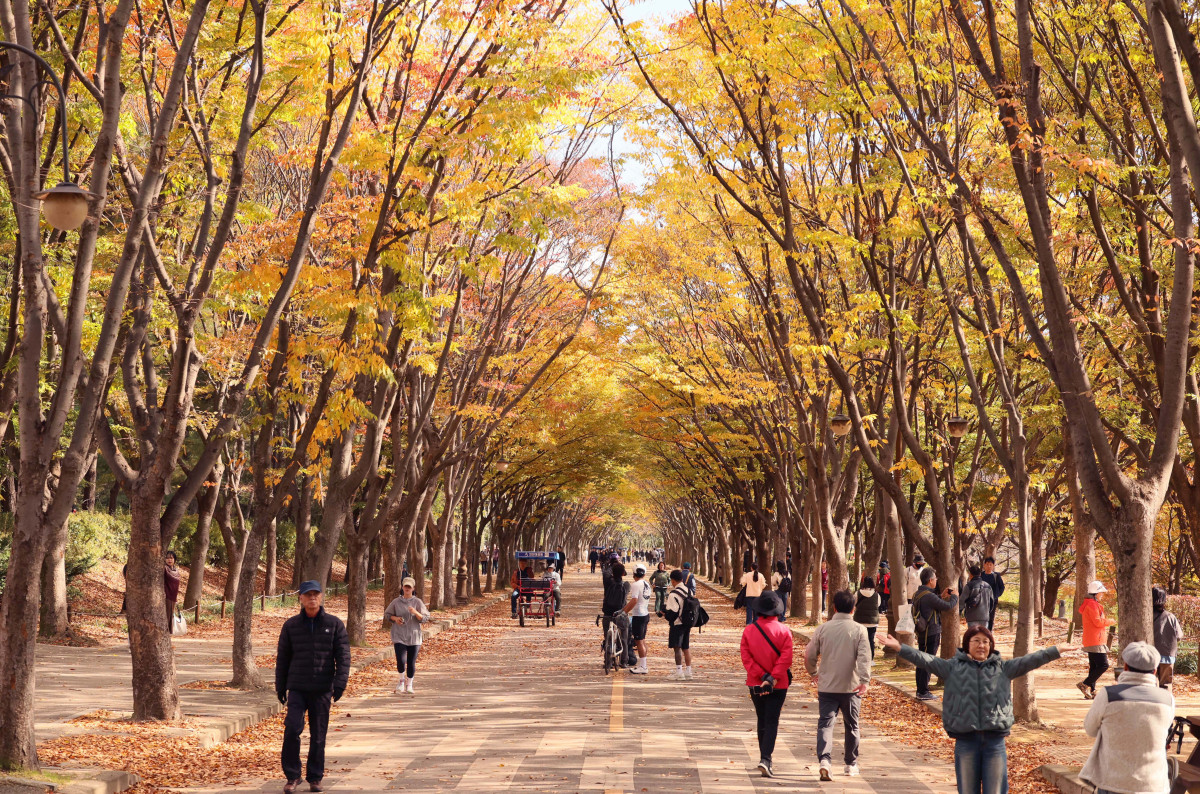 ▲가을 단풍이 절정에 접어든 2일 인천 남동구 인천대공원에 울긋불긋 물든 단풍이 깊어가는 계절의 정취를 전하고 있다. 이날 오후부터 북쪽의 찬 공기가 남하해 기온이 떨어지면서 오후 늦게부터 전국 곳곳에 한파주의보가 발효된다. 3일 아침엔 서울 1도, 파주 영하 3도, 대관령 영하 4도 등 전국에 0도 안팎의 추위가 찾아올 것으로 예상된다. 신태현 기자 holjjak@