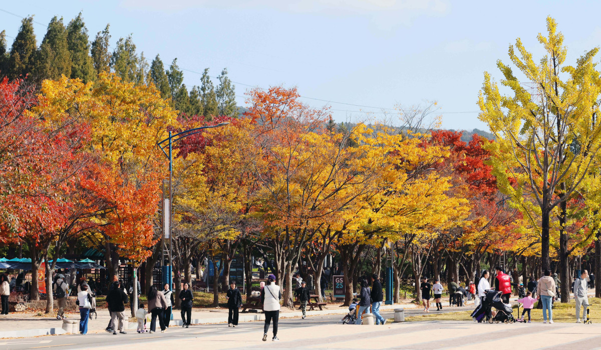 ▲가을 단풍이 절정에 접어든 2일 인천 남동구 인천대공원에 울긋불긋 물든 단풍이 깊어가는 계절의 정취를 전하고 있다. 이날 오후부터 북쪽의 찬 공기가 남하해 기온이 떨어지면서 오후 늦게부터 전국 곳곳에 한파주의보가 발효된다. 3일 아침엔 서울 1도, 파주 영하 3도, 대관령 영하 4도 등 전국에 0도 안팎의 추위가 찾아올 것으로 예상된다. 신태현 기자 holjjak@