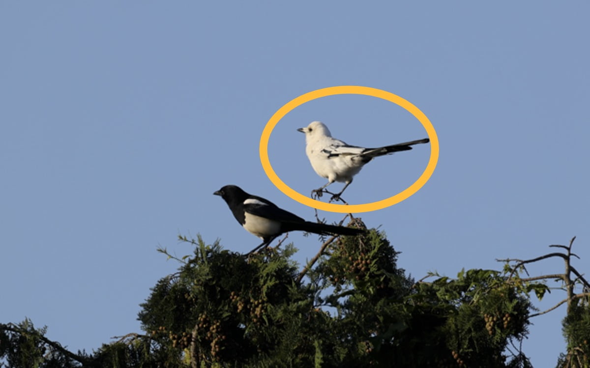 ▲ 제주시 오등동에 있는 한 과수원에서 흰 까치가 목격됐다. (사진제공=다큐제주 오승목 감독)