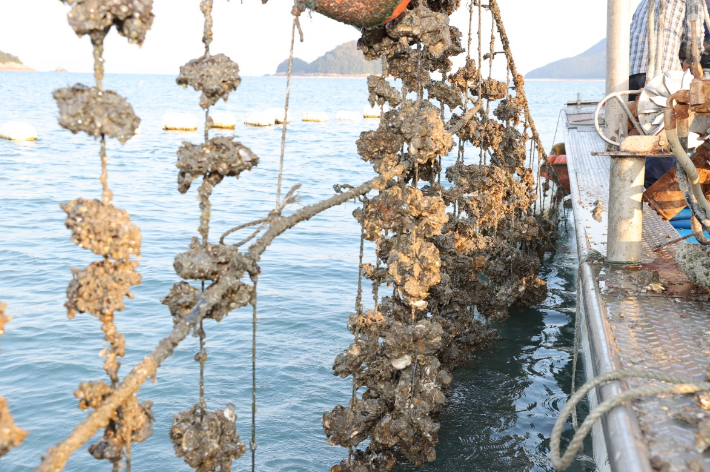 ▲굴 빈 껍데기만 남아있다.(위 사진은 본 기사와 관련 없음) (사진제공=고흥군)