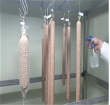 ▲ 발효소시지에 항균·항산화 활성이 뛰어난 유산균 배양액을 분무하고 있다. (사진제공=농촌진흥청)