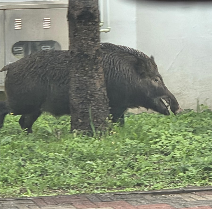 ▲지난달 23일 경북소방본부에 따르면 이날 오후 2시 47분께 포항시 남구 지곡동 아파트 단지에 멧돼지 1마리가 나타났다. (연합뉴스)