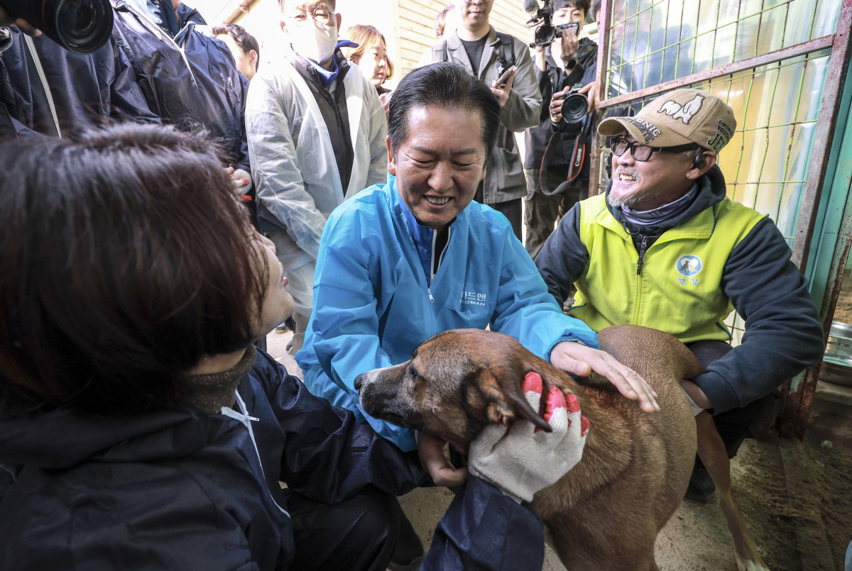 ▲정청래 더불어민주당 대표가 9일 경기 용인시의 유기견 보호소 행복한 강아지들이 사는집을 찾아 봉사활동에 앞서 강아지들과 인사를 하고 있다. (사진=뉴시스)