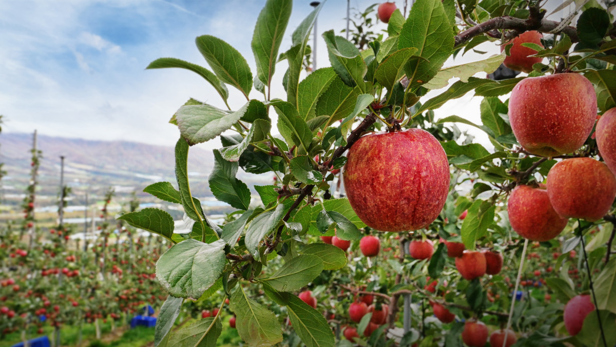 ▲ 엔비사과를 생산하는 H&B아시아의 양구 직영농장.  (사진=H&B아시아)