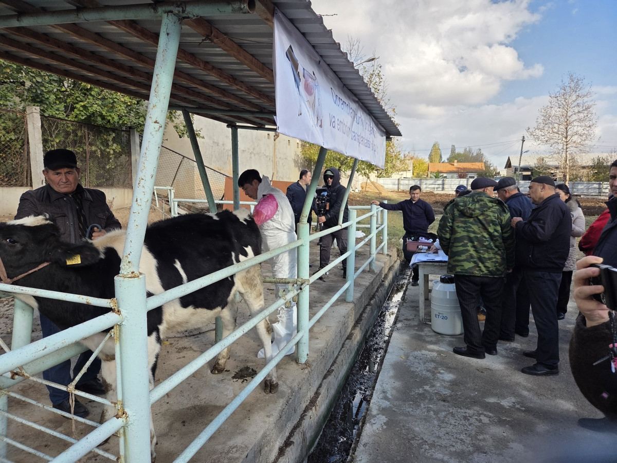 ▲농촌진흥청과 한국농업기술진흥원이 6~7일 우즈베키스탄 타슈켄트·시르다리야에서 ‘K-낙농기술 국제 콘퍼런스’를 열고 수정란 이식 시연회를 진행하고 있다. (사진제공=한국농업기술진흥원)