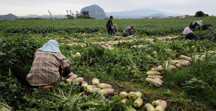 ▲제주도 서귀포시 대정읍 상모리 인근에서 농민들이 장맛비가 내리기 전 서둘러 봄무를 수확하고 있다.  (사진제공=뉴시스)