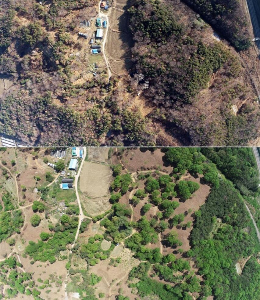 ▲소나무 재선충병 집단 발생지인 전북 군산시 임피면 보석리 수종 전환 방제 전(위)과 후 모습. (사진제공=전북도)