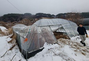 ▲겨울철 포설로 인해 비닐하우스가 붕괴된 모습. (사진제공=농림축산식품부)