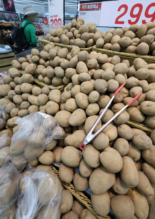 ▲지난달 16일 한 대형마트에 진열된 흙감자 (연합뉴스)