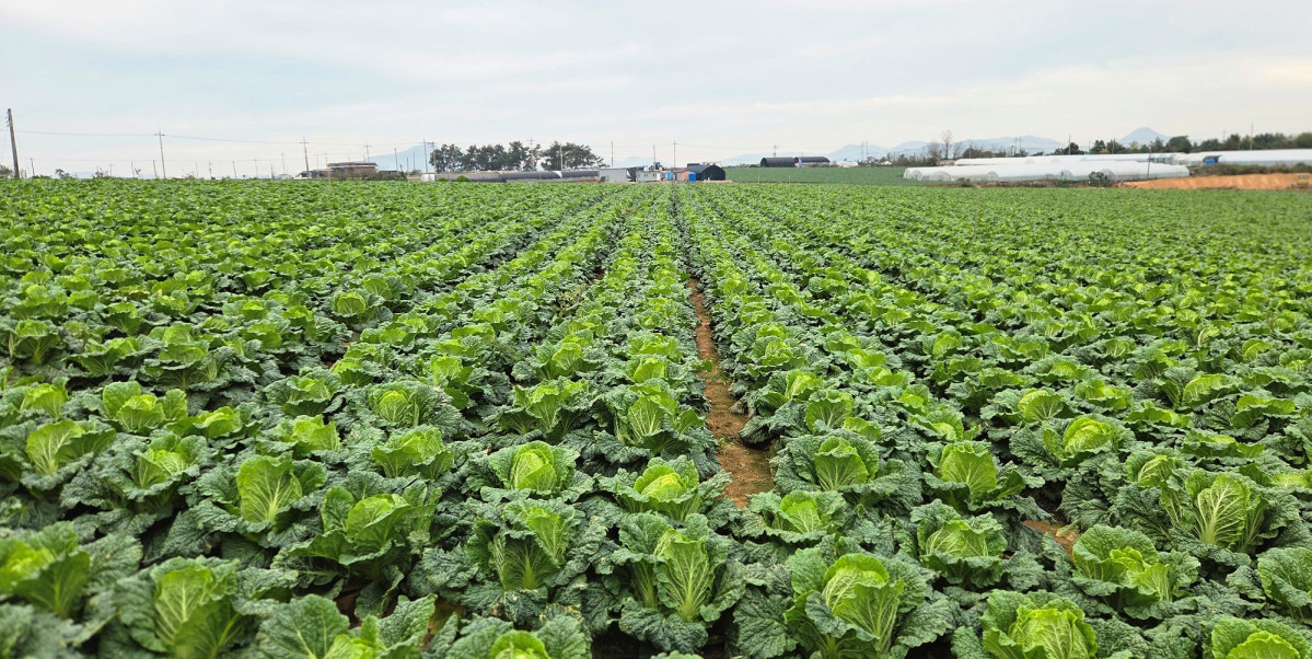 ▲한국농수산식품유통공사는 김장철 가격 안정을 위해 가을배추 2000톤을 정부 수매·비축한다. (사진제공=한국농수산식품유통공사)