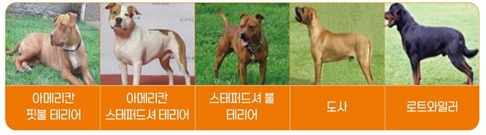 ▲'맹견 5종' 등 제주도는 12월 중 반려견 안전관리 강화를 위해 실시하는 맹견 기질평가 신청을 26일까지 접수한다. (사진제공=제주도)