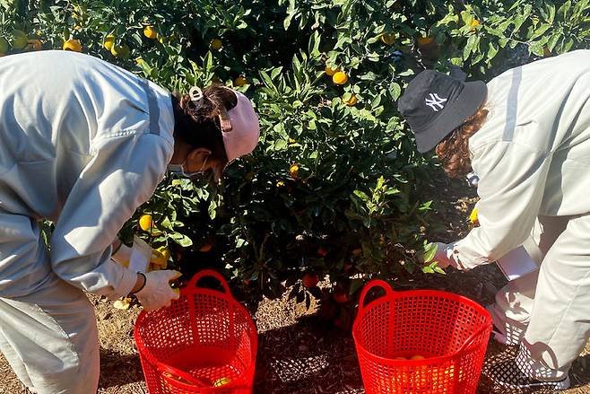 ▲ 제주 서귀포시 남원읍 위미리 인근 과수원에서 베트남 남딘성에서 온 외국인 공공형 계절노동자들이 감귤 수확 현장 실습을 하고 있다.  (사진제공=제주위미농협)