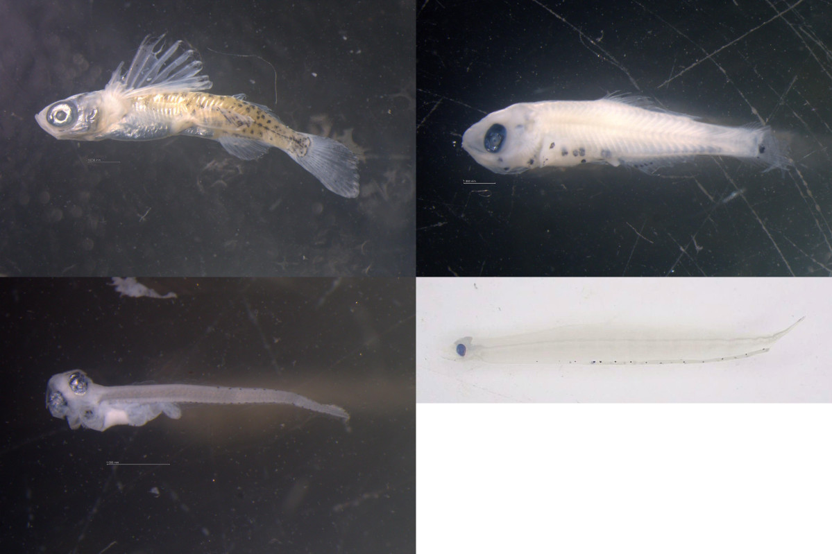 ▲아열대 미기록 어종 날치과, 샛비늘치관,  붕장어과, 그물메기속(왼쪽부터 시계방향으로)  (사진제공=국립수산과학원)