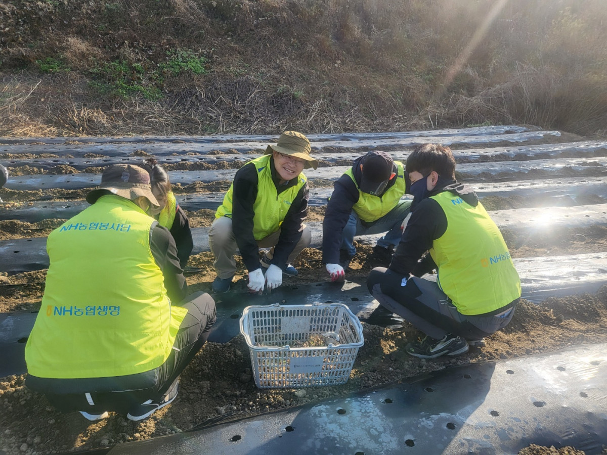 ▲19일 NH농협생명이 경기 성남시에서 농촌일손돕기를 실시했다. NH농협생명 임도곤 부사장(가운데)과 임직원이 함께 쪽파를 심는 모습. (제공 NH농협생명)