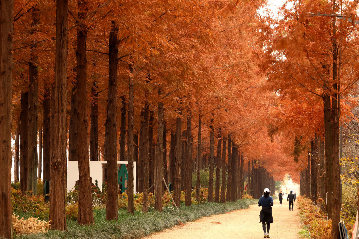 ▲포근한 늦가을 날씨를 보인 23일 서울 마포구 하늘공원 메타세쿼이아길에서 시민들이 산책을 하며 계절의 정취를 만끽하고 있다. 신태현 기자 holjjak@