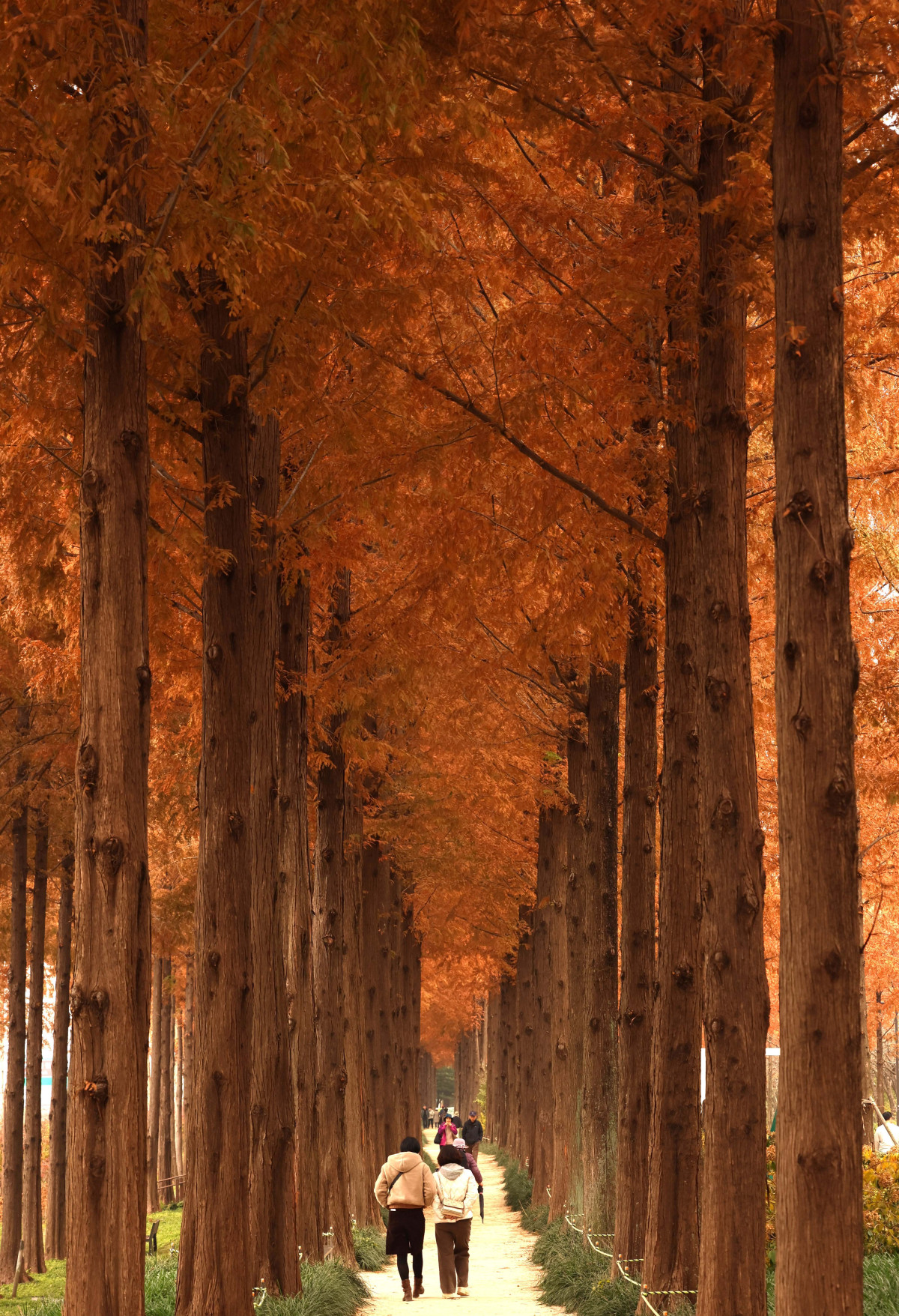 ▲포근한 늦가을 날씨를 보인 23일 서울 마포구 하늘공원 메타세쿼이아길에서 시민들이 산책을 하며 계절의 정취를 만끽하고 있다. 신태현 기자 holjjak@