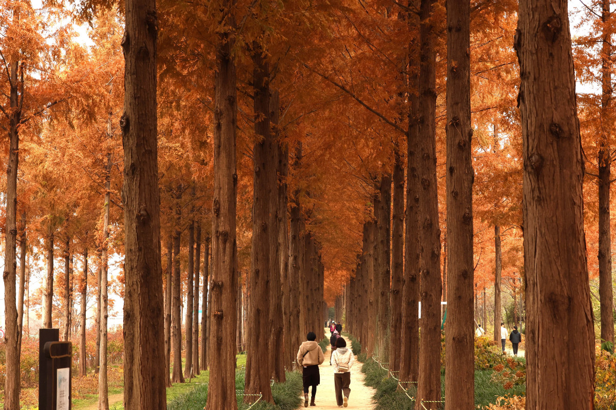 ▲포근한 늦가을 날씨를 보인 23일 서울 마포구 하늘공원 메타세쿼이아길에서 시민들이 산책을 하며 계절의 정취를 만끽하고 있다. 신태현 기자 holjjak@