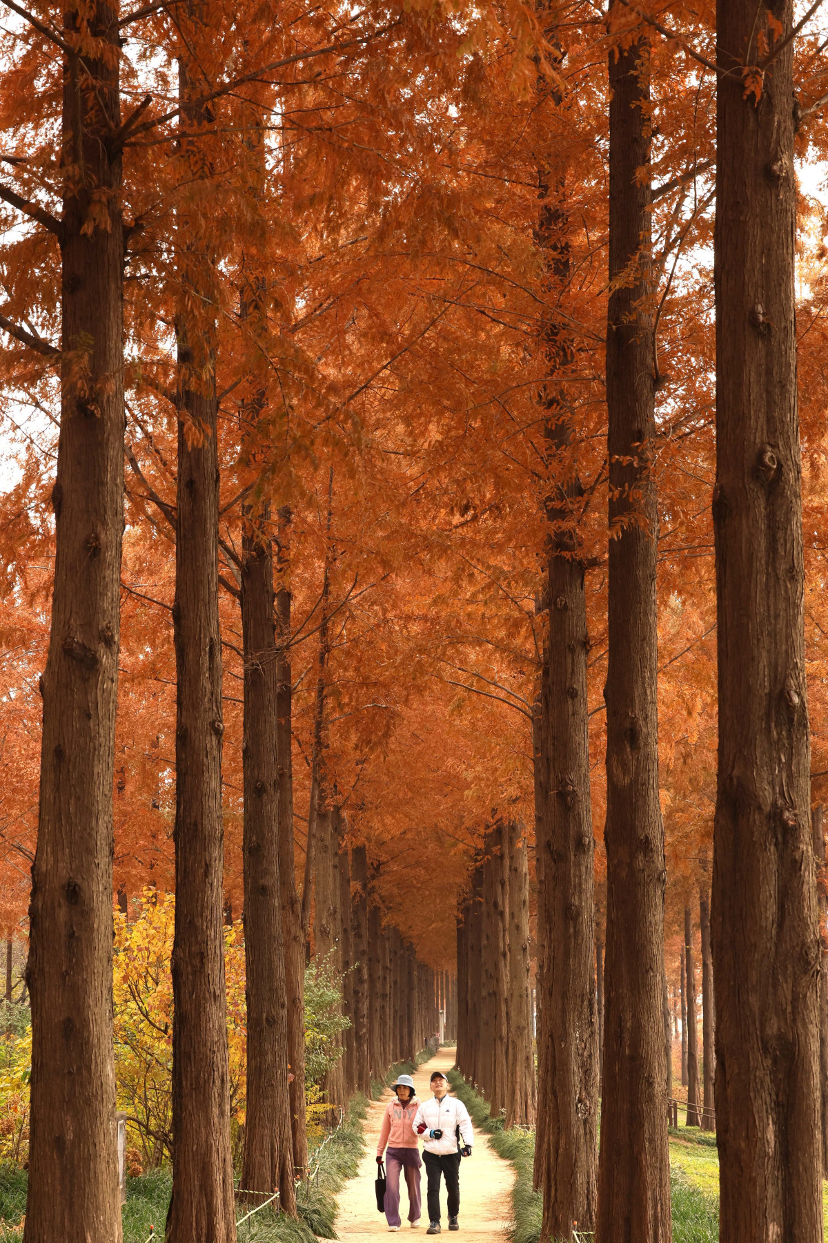 ▲포근한 늦가을 날씨를 보인 23일 서울 마포구 하늘공원 메타세쿼이아길에서 시민들이 산책을 하며 계절의 정취를 만끽하고 있다. 신태현 기자 holjjak@