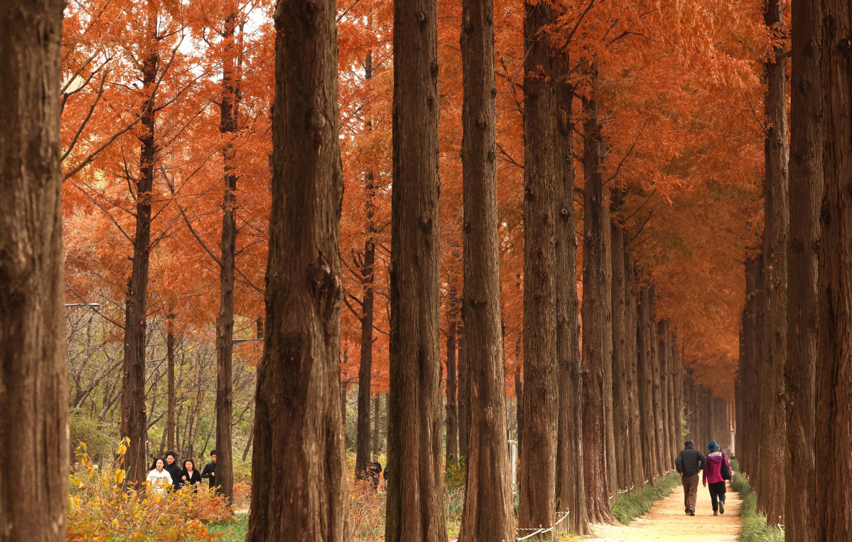▲포근한 늦가을 날씨를 보인 23일 서울 마포구 하늘공원 메타세쿼이아길에서 시민들이 산책을 하며 계절의 정취를 만끽하고 있다. 신태현 기자 holjjak@